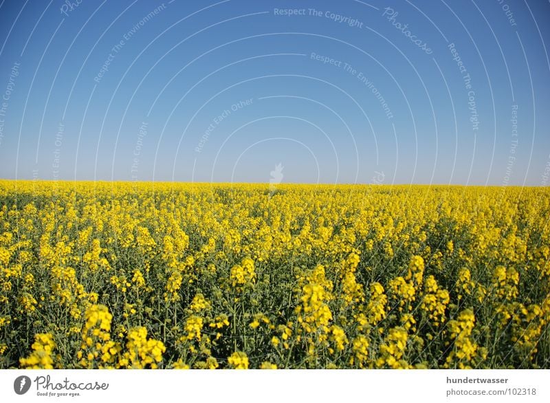 "weite" Raps Rapsfeld Blume Blüte Hintergrundbild gelb Frühling Sommer Pflanze Wiese Natur lanschaft Himmel