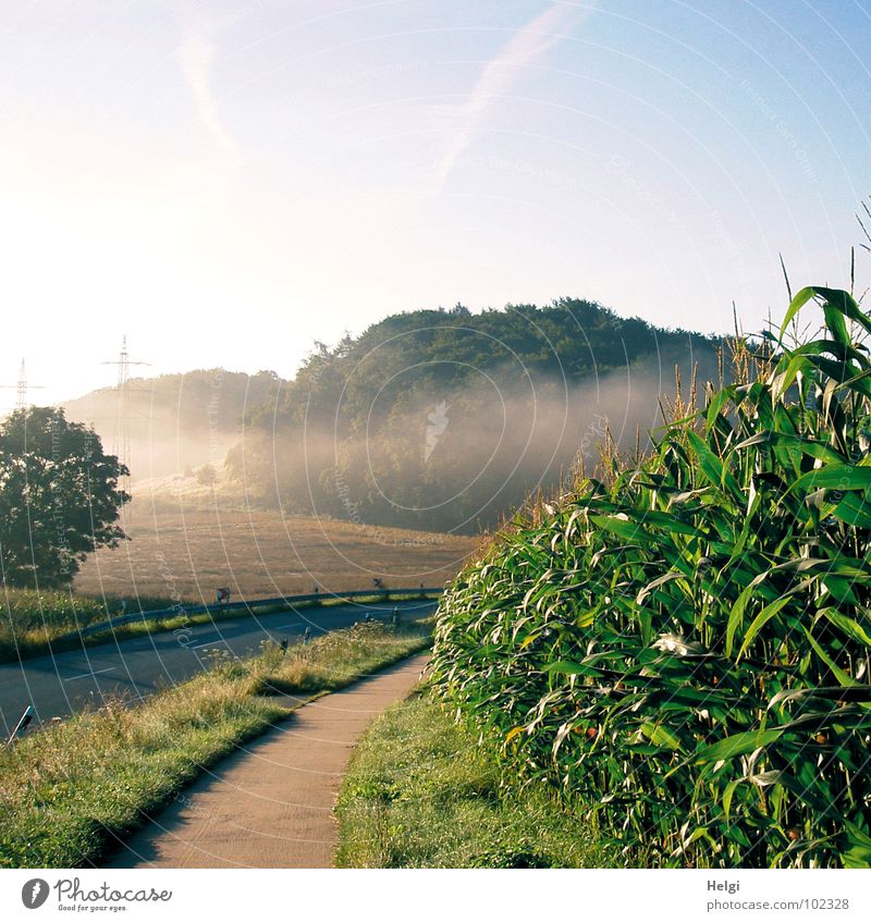 ländliche Landschaft mit Straße, Fahrradweg, Maisfeld und Bäumen mit Nebelschwaden Nebelbank Morgen Feld Wald Baum Blüte Gras grün braun grau weiß Wolken Licht