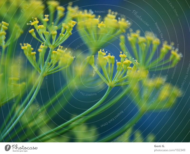 Dillda gelb grün Blüte Gartenpflanzen gepunktet durcheinander Doldenblütler Heilpflanzen Fischgewürz Profil mehrfarbig grün-gelb blau-gelb blau-grün