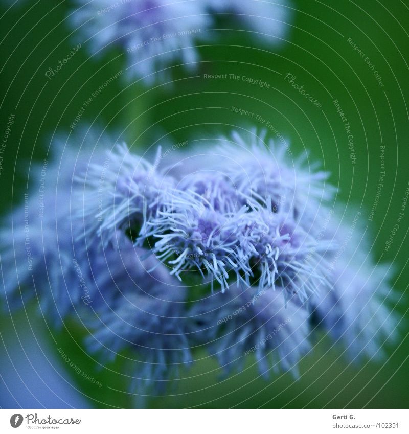 mops violett grün Quaste weich Blume Blüte Pflanze Unschärfe winzig filigran zart Wunder kuschlig durcheinander zerzaust strubbelig Staubwedel Mops leicht