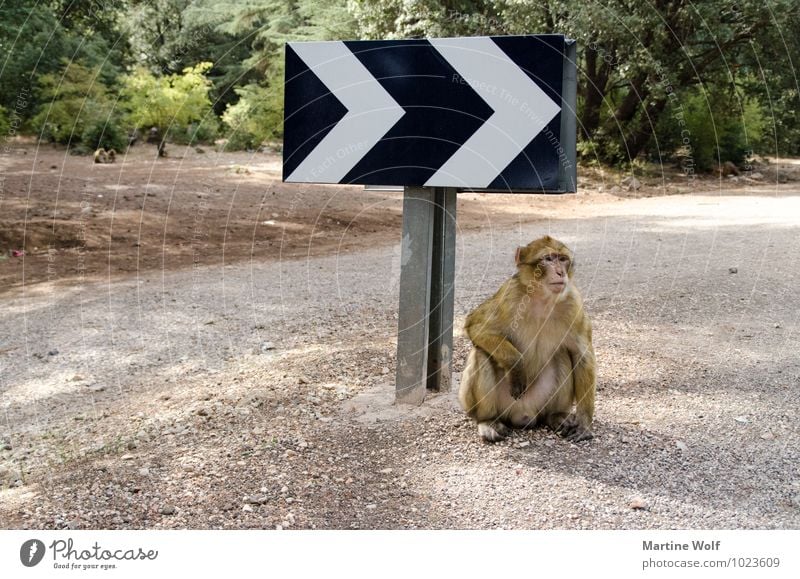 da gehts lang Marokko Afrika Straße Verkehrszeichen Verkehrsschild Wildtier Affen Berberaffen 1 Tier Pause wegweisend Farbfoto Außenaufnahme Menschenleer