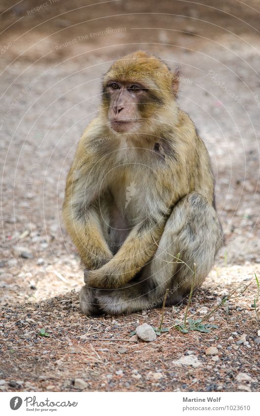 Magot Natur Tier Marokko Afrika Wildtier Affen Berberaffen 1 sitzen warten Farbfoto Außenaufnahme Menschenleer Tierporträt Ganzkörperaufnahme Blick nach vorn