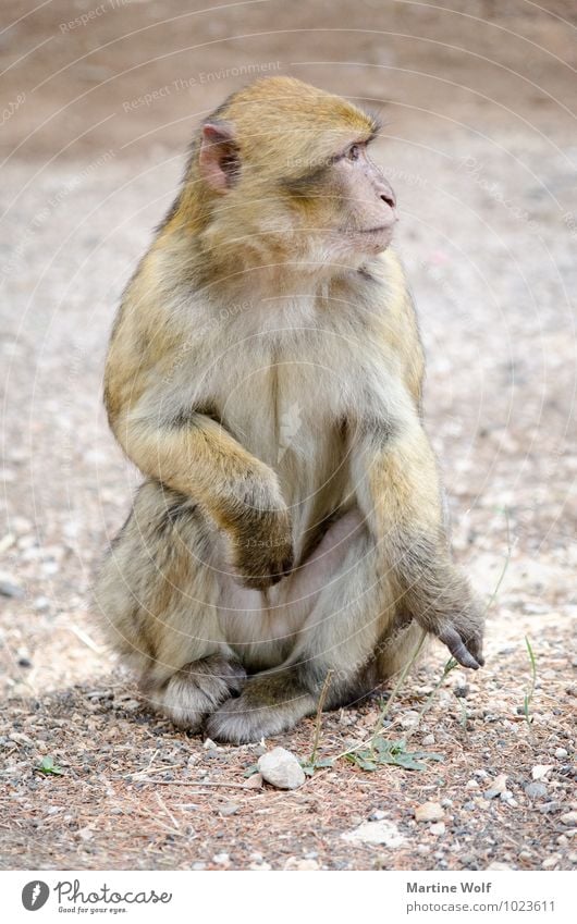 Berberaffe Natur Tier Marokko Wildtier 1 beobachten authentisch Affen Berberaffen Afrika Farbfoto Außenaufnahme Menschenleer Tag Tierporträt Wegsehen