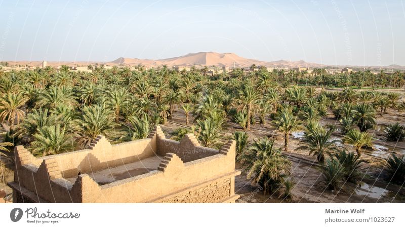 Erg Chebbi Natur Landschaft Sand Pflanze Palme Wüste Oase Merzouga Marokko Afrika Ferien & Urlaub & Reisen Provinz Errachidia Stranddüne Oasenstadt Farbfoto