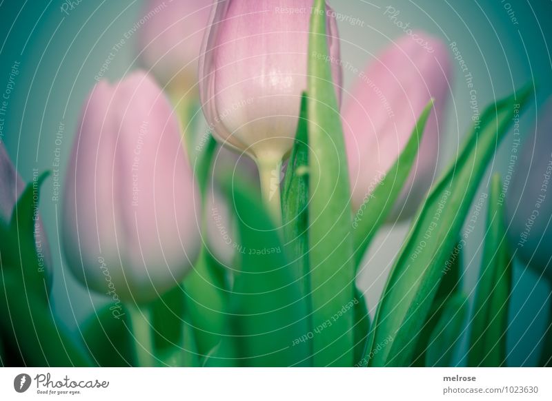 Tulpenstrauß III Winter Blume Blatt Blüte Blütenstiel Liliengewächse Frühblüher Frühlingsfarbe Blühend genießen Lächeln leuchten Wachstum elegant schön grün