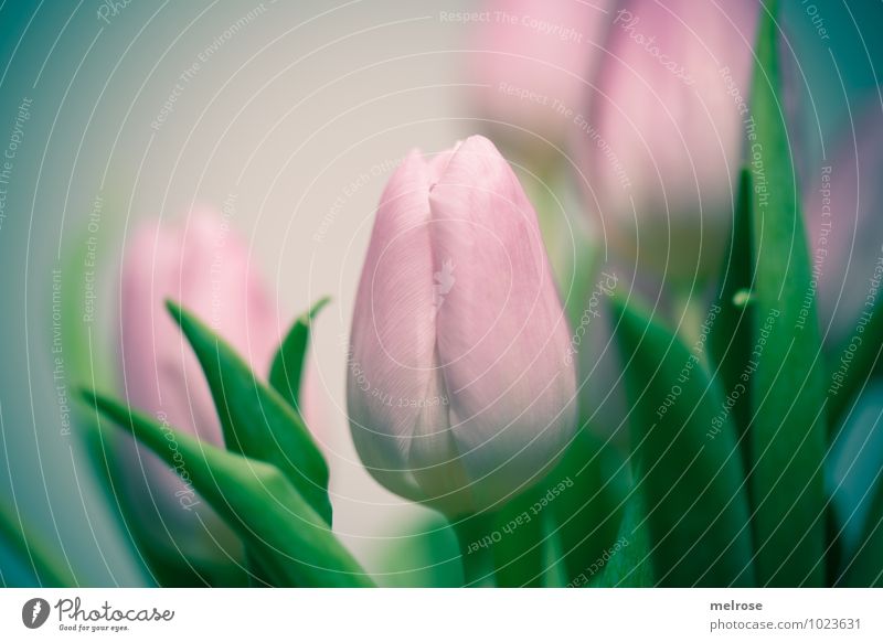 Tulpenstrauß II Winter Blume Blatt Blüte Blütenstiel Liliengewächse Frühling Frühblüler Frühlingsgefühle Frühlingsfarbe Blühend genießen träumen Wachstum