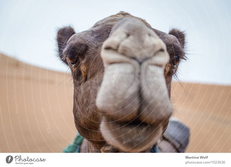 Camelface Marokko Afrika Nutztier Kamel Dromedar 1 Tier Ferien & Urlaub & Reisen schön Erg Chebbi Merzouga Provinz Errachidia Wimpern Farbfoto Gedeckte Farben