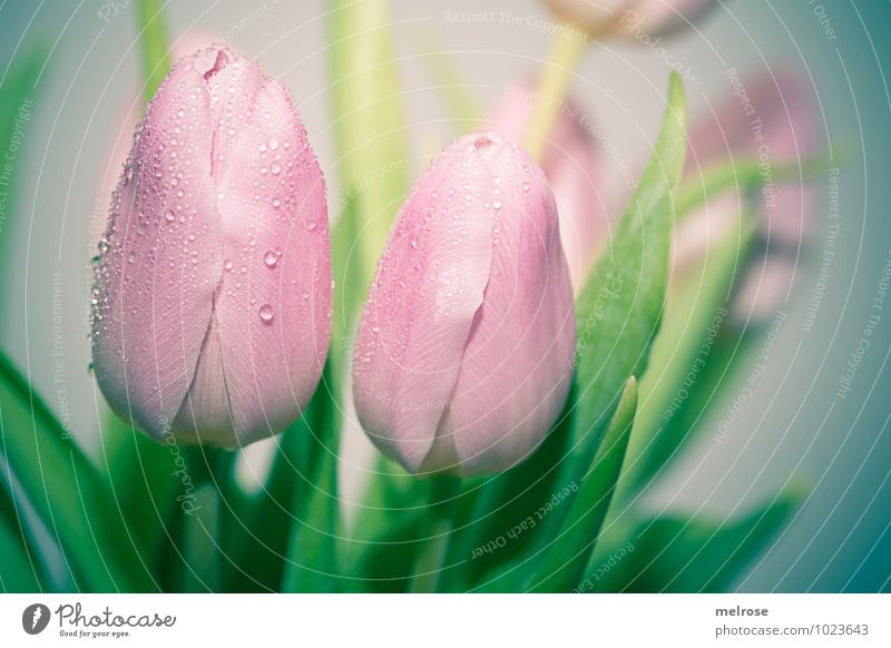 weinende Tulpen Wassertropfen Winter Blume Blatt Blüte Blütenstiel Liliengewächse Frühling Frühblüher Tropfen Blühend Wachstum elegant schön grün rosa Gefühle