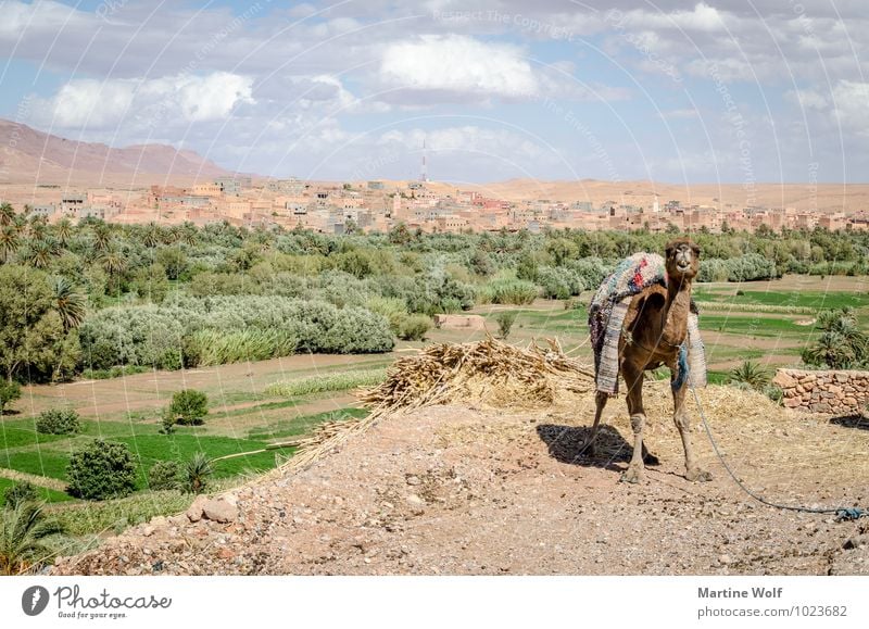 der Wächter vom großen Tal Berge u. Gebirge Atlas Oase Marokko Afrika Kamel Dromedar Ferien & Urlaub & Reisen Antiatlas Todra Tal Farbfoto Außenaufnahme