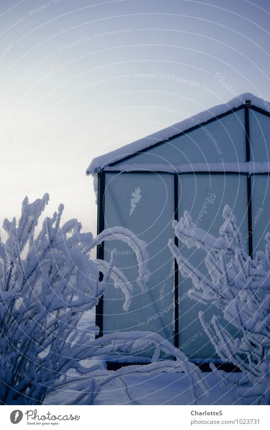 Glashaus Wolkenloser Himmel Winter Eis Frost Schnee Schneefall Pflanze Sträucher Gewächshaus Tropischer Garten Wiese Feld Hütte Fassade Dach Stahl Rost Tropfen