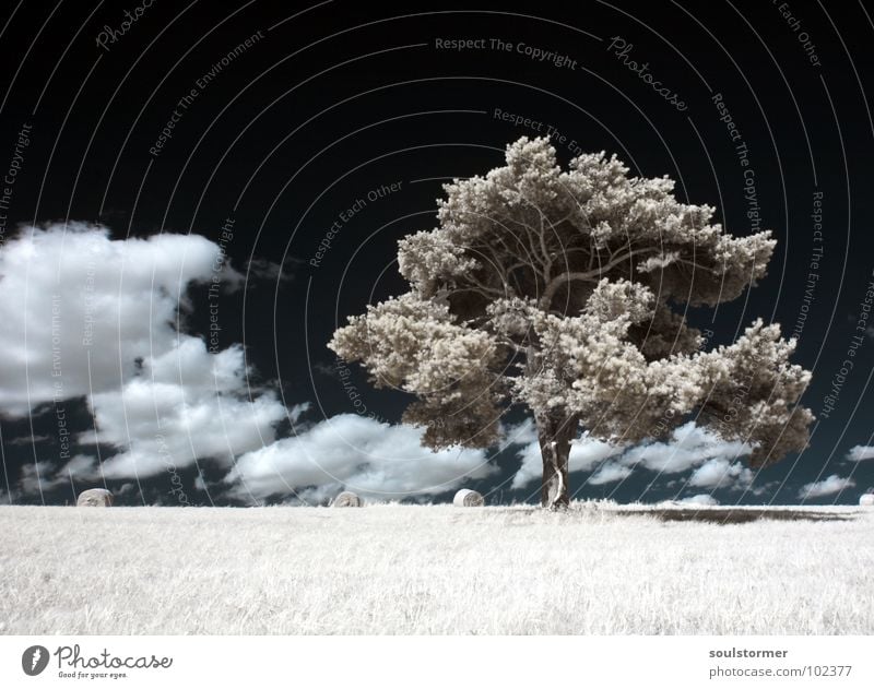 Ganz alleine Infrarotaufnahme Farbinfrarot Schwarzfilter Wolken schwarz weiß Holzmehl Licht Gras Wiese Pflanze grün Baum Waldrand Wäldchen Trauer Verzweiflung