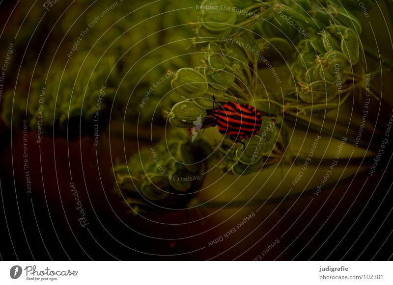 Gestreift Kerbel Wiesenkerbel rot schwarz Wanze Insekt Wachstum gedeihen Umwelt gestreift Pflanze grün Tier Farbe streifenwanze Käfer Natur Leben Heilpflanzen