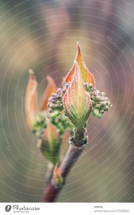 Ganz schön viele Natur Frühling Pflanze Sträucher Blatt Grünpflanze Blütenknospen Hartriegel Hartriegelblatt frisch Zusammensein kuschlig klein nah natürlich