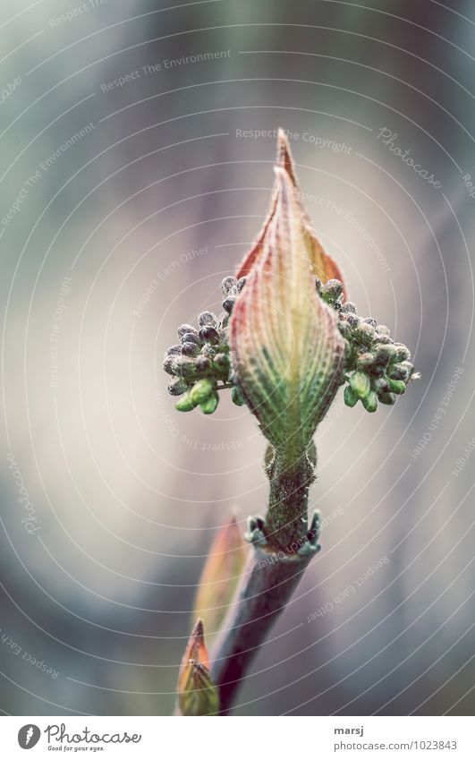 Kein Platz mehr Natur Pflanze Blatt Blütenknospen Hartriegel Hartriegelblüte elegant klein natürlich mehrfarbig Kraft Sicherheit Schutz Einigkeit Hoffnung