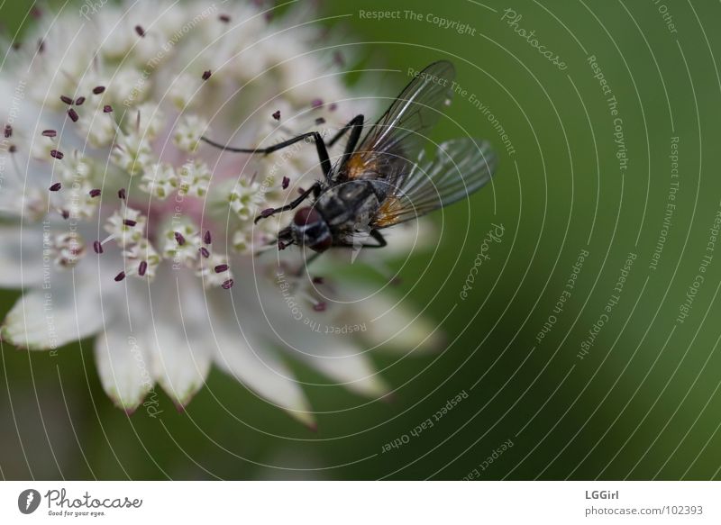 Die Schöne und das Biest Blume Blüte Pflanze Große Sterndolde Wiesenblume Nahrungssuche Astern Makroaufnahme Nahaufnahme Alpenblume Fliege Bestäubung