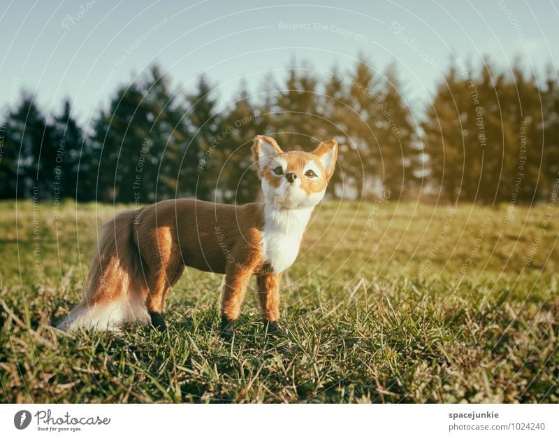 Mr. Fox Umwelt Natur Landschaft Wolkenloser Himmel Frühling Winter Schönes Wetter Sträucher Wiese Feld Wald Tier 1 beobachten authentisch außergewöhnlich braun