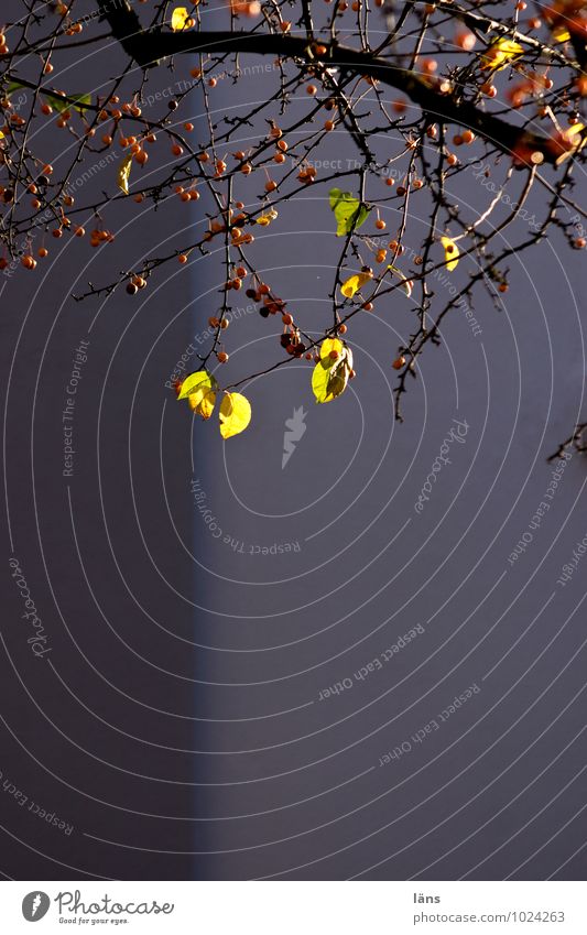 dem grau entgegen Natur Herbst Pflanze Baum Blatt Stadt Menschenleer Bauwerk Mauer Wand Beton leuchten Vergänglichkeit Wandel & Veränderung Beeren