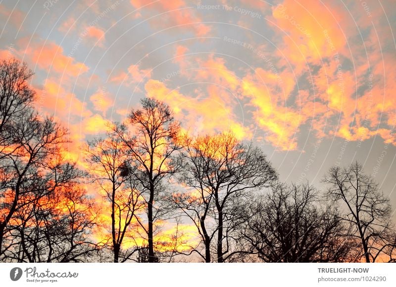 Neuer Morgen 2 Umwelt Natur Landschaft Pflanze Urelemente Erde Feuer Luft Himmel Wolken Winter Klima Wetter Schönes Wetter Baum Park Wald gelb gold violett