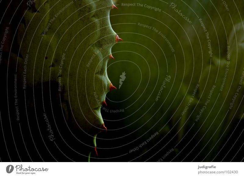 Agave Dorn Pflanze grün Sukkulenten wehren ansammeln Farbe Wüste Spitze Stachel Natur Strukturen & Formen