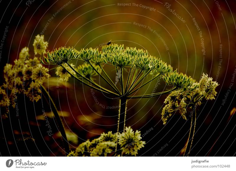 Wiese Wiesenkerbel Gefleckter Schierling Blüte Blume Pflanze Stengel Doldenblütler Bedecktsamer weiß braun schwarz Sommer Umwelt Wachstum gedeihen schön Gift