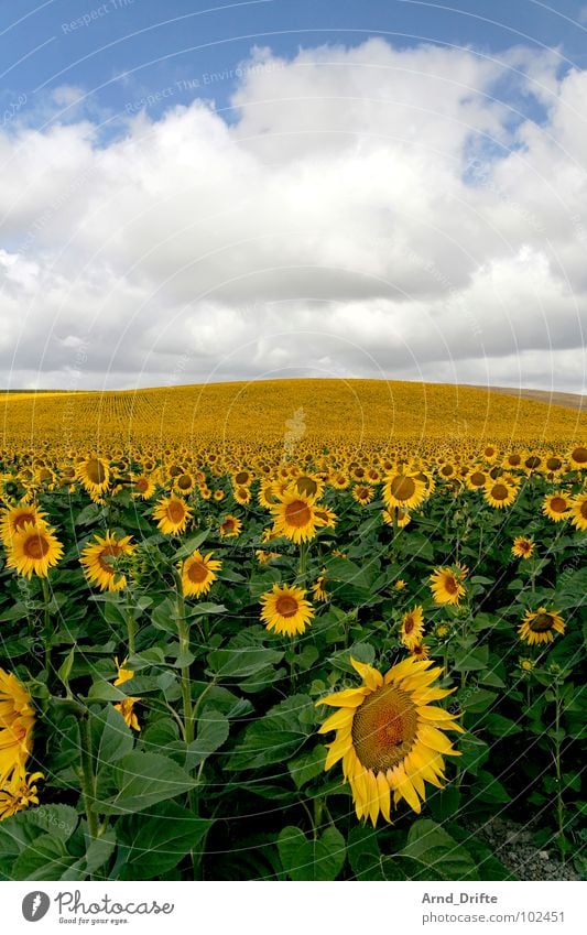 Sonnenblumenfeld Wolken Feld Blume Sommer gelb weiß Frühling Horizont Landwirtschaft fleißig Arbeit & Erwerbstätigkeit Fröhlichkeit Freundlichkeit frisch Himmel