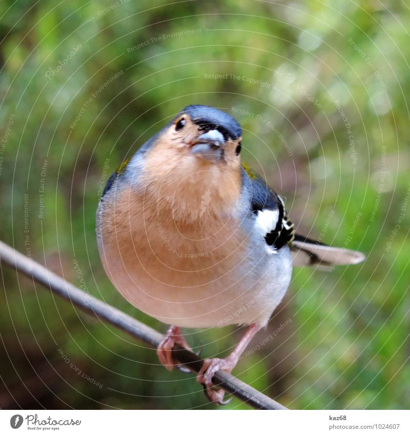 Fink Ausflug Insel Natur Pflanze Tier Vogel beobachten fliegen hocken Blick sitzen exotisch Neugier blau braun mehrfarbig schwarz weiß schön Schüchternheit