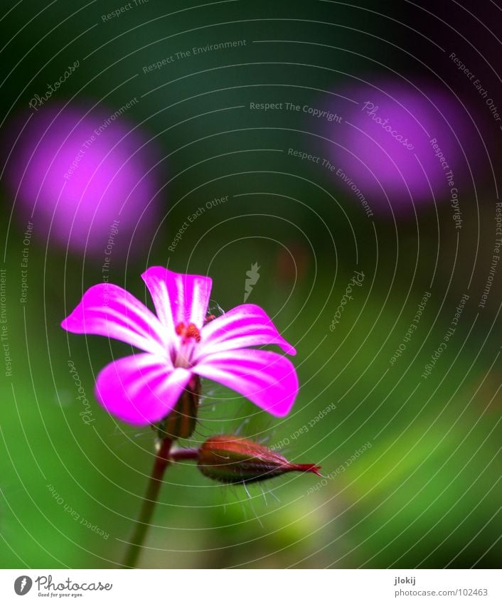 Drei kleine Italienerinnen... Blume Blüte violett Pflanze Wachstum Staubfäden Stengel grün Strahlung 2 ruhig Gelassenheit zart Frühling Jahreszeiten 3 Sommer