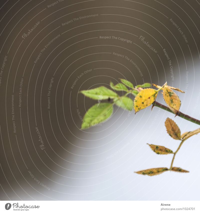 Neues vorbereiten Pflanze Rose Blatt Herbstfärbung Rosenstrauch Fiederblätter Garten verblüht dehydrieren braun grün kalt Schwäche Trauer Wachstum