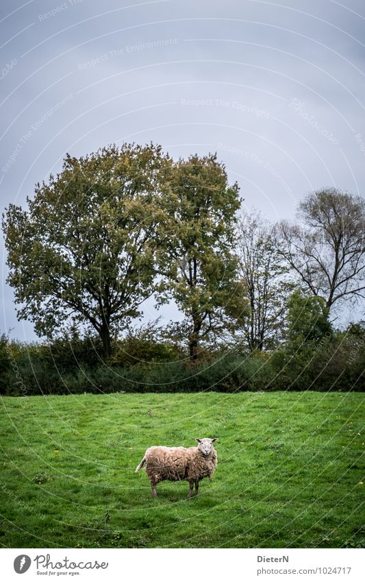 Allein Landschaft Pflanze Baum Gras Sträucher Wiese Feld Tier Nutztier 1 blau grün schwarz Schaf Farbfoto mehrfarbig Außenaufnahme Menschenleer