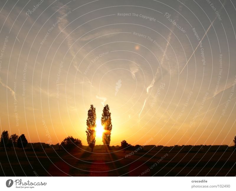 zwillinge im sonnenuntergang Baum 2 Zusammensein Sonnenuntergang Wolken Sommer Wiese Zwilling Streifen Unendlichkeit Freiheit Himmel