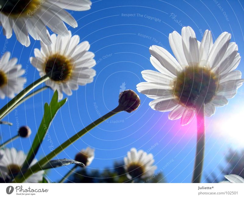 Käferperspektive II Beleuchtung weiß rosa Frühling schön frisch gegen Blume Makroaufnahme Nahaufnahme Sonne blau Himmel Magaritten Farbe