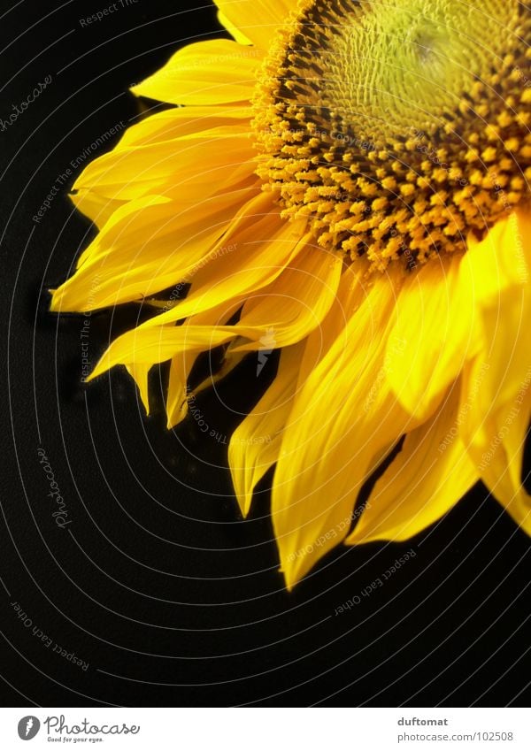 sommergold Sonnenblume gelb Blüte züngeln brennen Eigelb Biene Staubfäden Wachstum Ernährung Sommer sunflower Flamme Nektar Brand Leben Lebensmittel