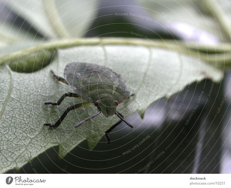 Wanze Tier Blatt Makroaufnahme Natur