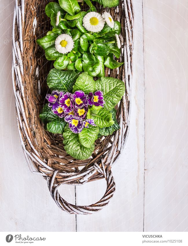 Frühlingsblumen in weisem Korb Stil Design Sommer Garten Innenarchitektur Dekoration & Verzierung Natur Pflanze Blume Blumenstrauß Holz gelb rosa