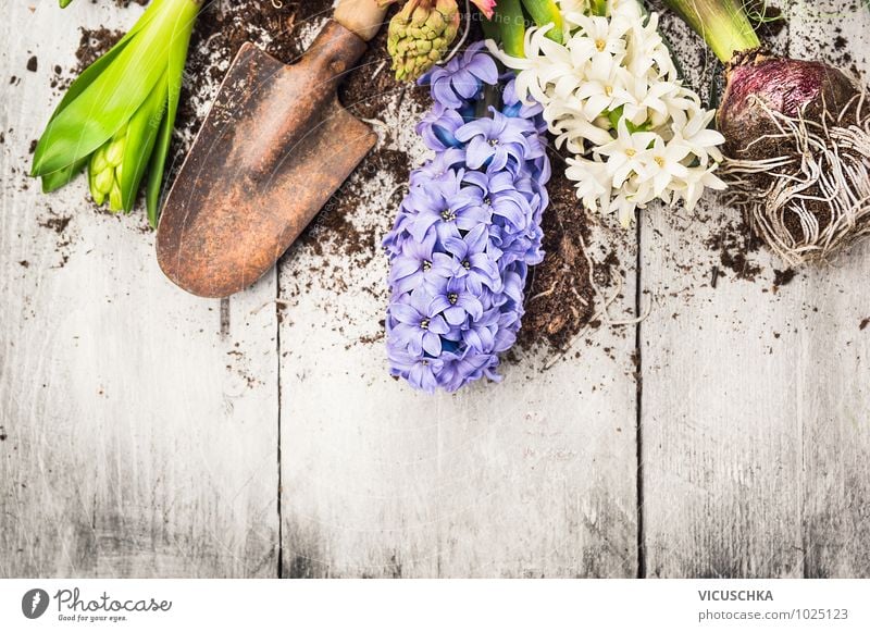 Hyazinthe Blumen , Zwiebeln, Knollen und Schaufel Stil Design Garten Dekoration & Verzierung Natur Pflanze Frühling Blatt Blüte Park Hintergrundbild tubers