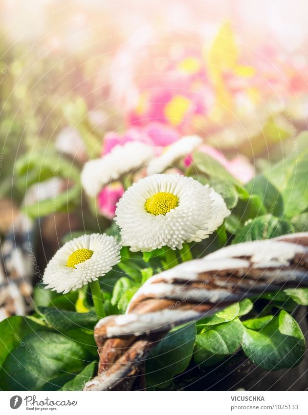 Gänseblümchen im Frühling Garten Stil Design Sommer Dekoration & Verzierung Natur Pflanze Sonnenlicht Schönes Wetter Blume Park gelb grün rosa Hintergrundbild