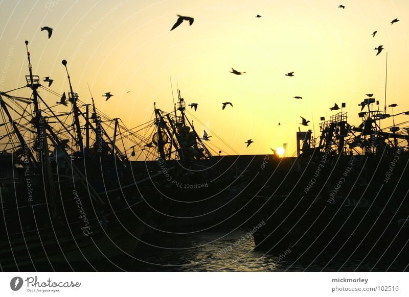 hafenidylle Möwe Meer Fischerboot See Angeln Angler Vogel Sonnenuntergang Sonnenaufgang schön Stimmung Wasserfahrzeug Pelikan Strand Küste fischerkutter Abend