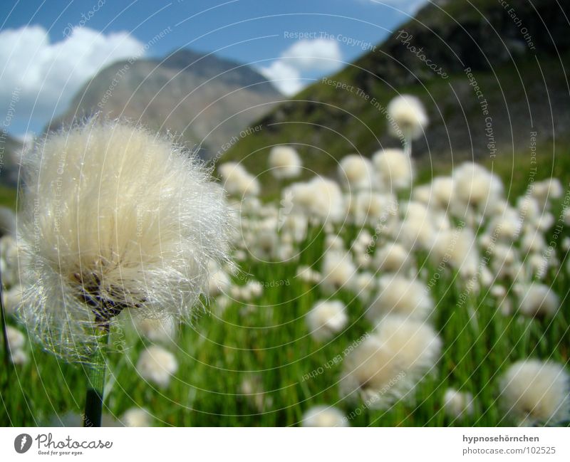 Flauschig Ferien & Urlaub & Reisen Österreich Blume Wolken Löwenzahn weich Wiese grün weiß Tiefenschärfe Gras Wollgras Berge u. Gebirge Sommer Himmel