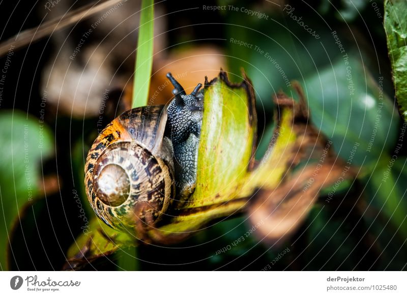 Mal ganz langsam Umwelt Natur Landschaft Pflanze Tier Urelemente Frühling Urwald Insel Schnecke sportlich schleimig Klischee Gefühle Tierliebe ruhig