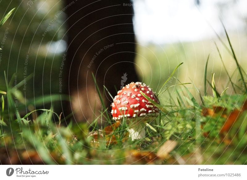 Rotkäppchen Umwelt Natur Pflanze Herbst Schönes Wetter Gras Wildpflanze Wald hell natürlich grün rot weiß Gift Fliegenpilz Pilz Pilzhut Farbfoto mehrfarbig