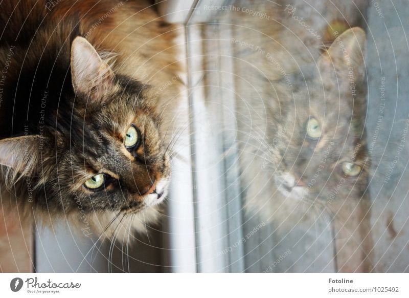 Bitte! Darf ich raus? Tier Haustier Katze Tiergesicht Fell 1 elegant nah Neugier weich Katzenohr Katzenauge Fensterladen Fensterscheibe Maine Coon Rassekatze