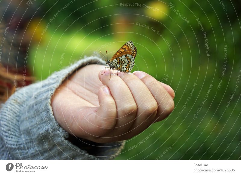 Falter küsst Mädchen Mensch feminin Kind Kindheit Hand Finger Umwelt Natur Tier Sommer Schönes Wetter Schmetterling Flügel 1 frei hell klein nah natürlich