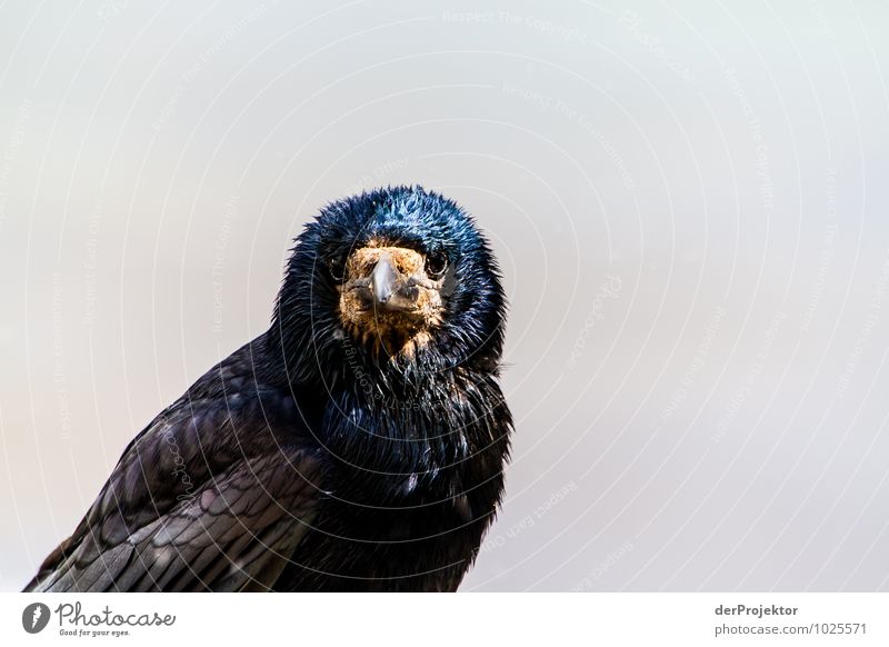 Was guckst du? Umwelt Natur Landschaft Pflanze Tier Frühling Küste Insel Wildtier Vogel Aggression ästhetisch dunkel authentisch kalt schwarz Gefühle