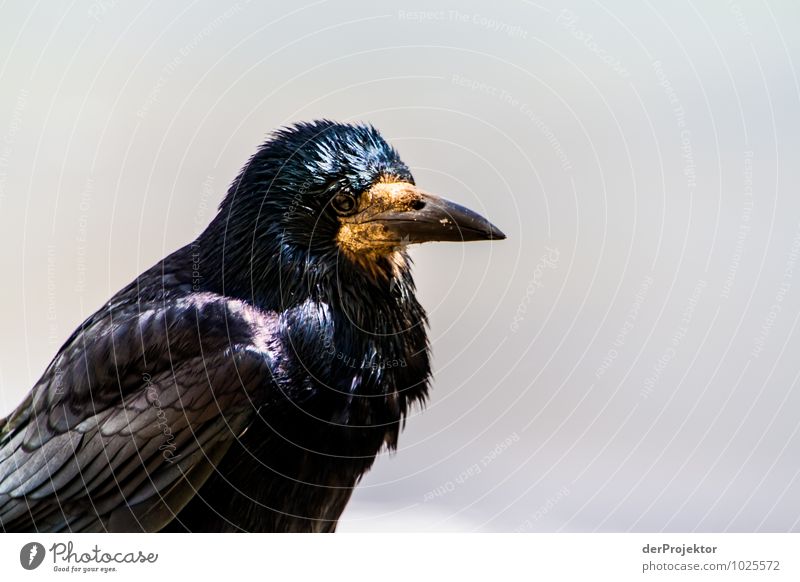 Skeptisch Umwelt Natur Tier Urelemente Schönes Wetter Wildtier Vogel Gefühle Kraft Willensstärke Macht Mut Tatkraft Leidenschaft skeptisch schwarz Krähe