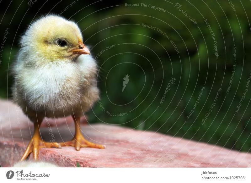 Zum Liebhaben... Lebensmittel Fleisch Ernährung Tier Nutztier Vogel Tiergesicht Flügel Küken Haushuhn Hahn 1 Tierjunges ästhetisch außergewöhnlich blond Glück