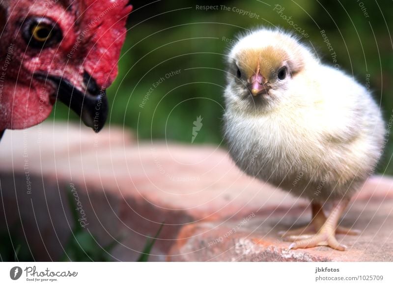 Mutti, Du nervst! Umwelt Natur Pflanze Wiese Tier Nutztier Vogel Küken Haushuhn Schnabel 2 Tierjunges Tierfamilie träumen Landwirtschaft Bodenhaltung Bauernhof