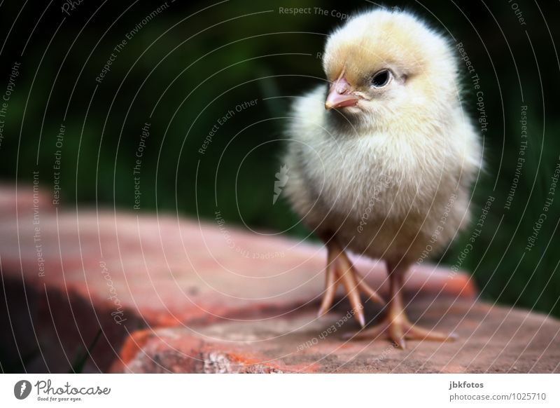 Angry Bird Lebensmittel Fleisch Ernährung Tier Nutztier Vogel Tiergesicht Flügel Küken Haushuhn Hahn 1 Tierjunges ästhetisch außergewöhnlich blond Glück schön