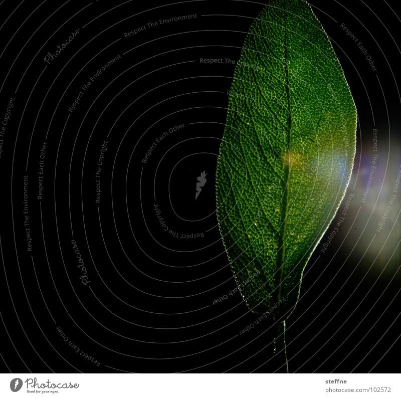 Salvia Bioprodukte schön Lampe Natur Pflanze Blume Blatt glänzend dunkel gelb grün schwarz weiß Salbei Photosynthese schimmern Blattstruktur Gesunde Ernährung
