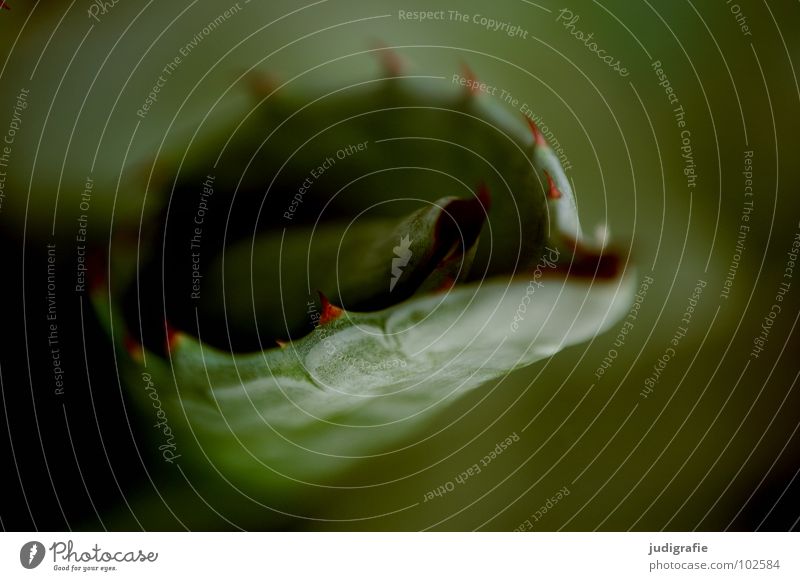 Agave Dorn Pflanze grün Sukkulenten wehren ansammeln Blatt Farbe Wüste Spitze Stachel Natur Strukturen & Formen