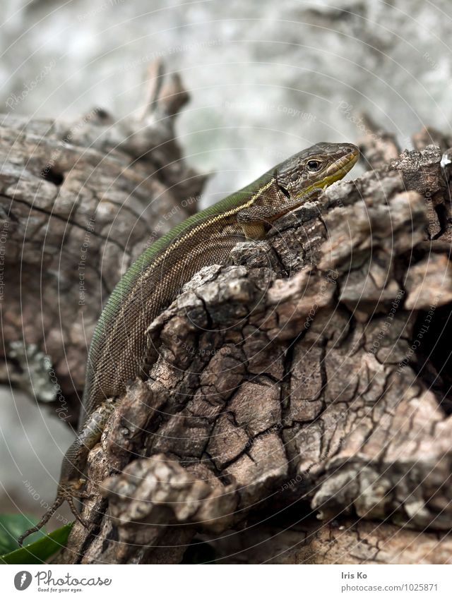 C in grün Tier Wildtier Schuppen Echte Eidechsen Reptil 1 beobachten krabbeln Blick ästhetisch klein natürlich bescheiden Echsen Lacertidae Farbfoto